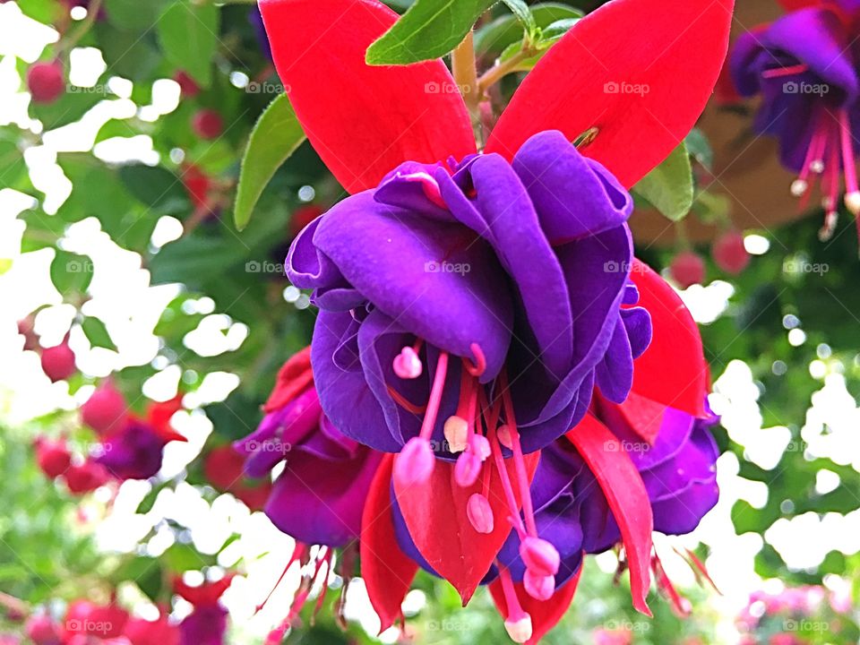 Royal colored flower