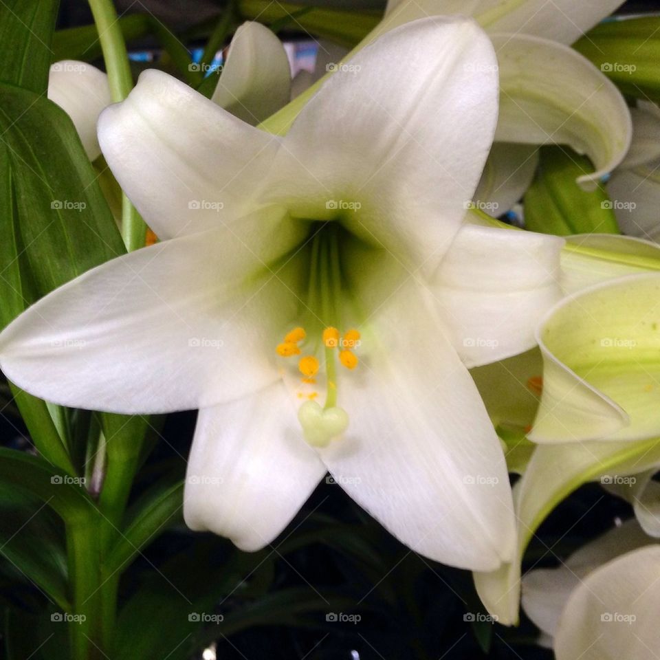 Easter Lilly