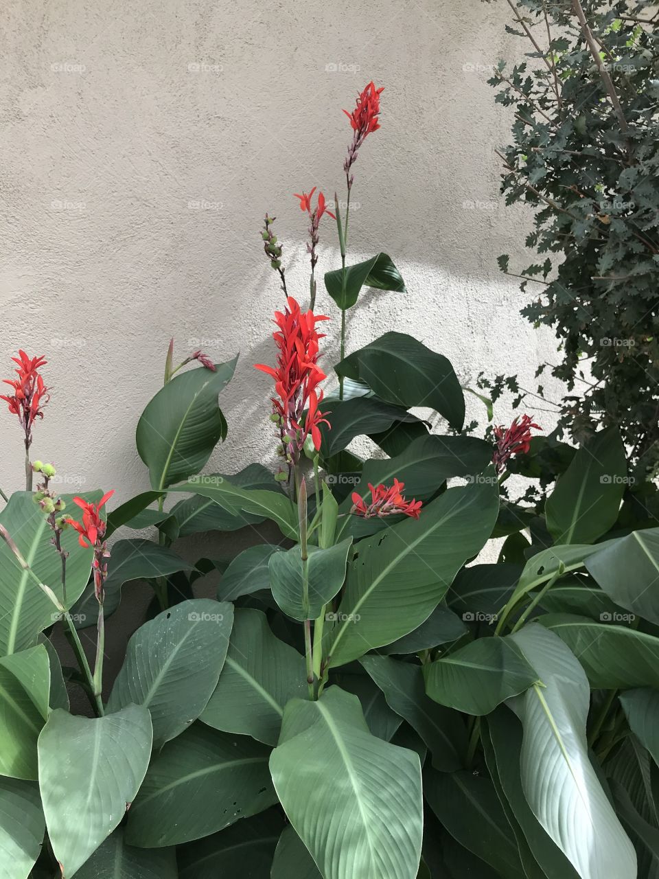 Lovely plants outside the apartment homes.