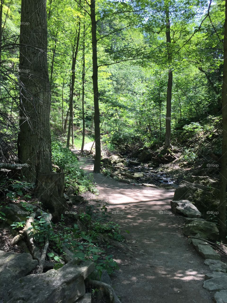 Pathway through nature 