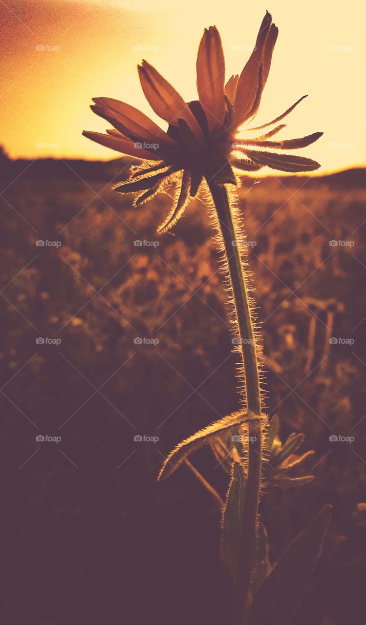 A wildflower in a field, backlit by a setting golden summer sun.