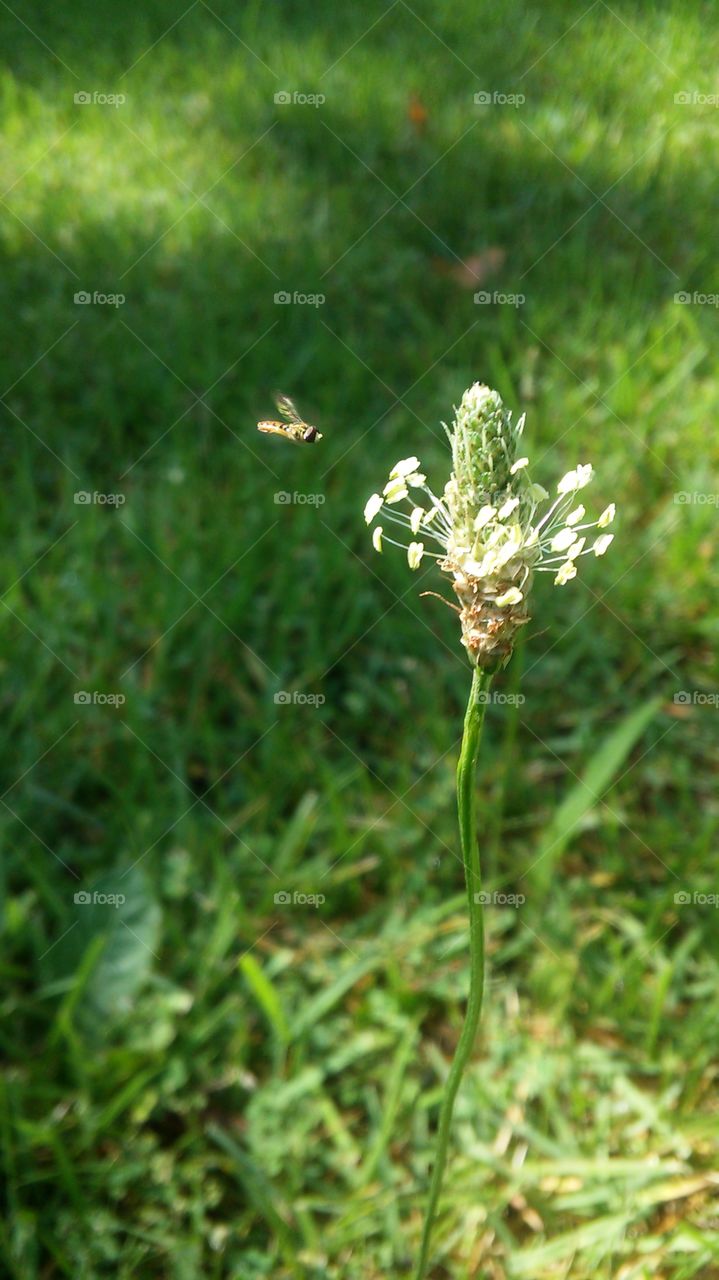 Grass, Nature, Outdoors, Summer, No Person