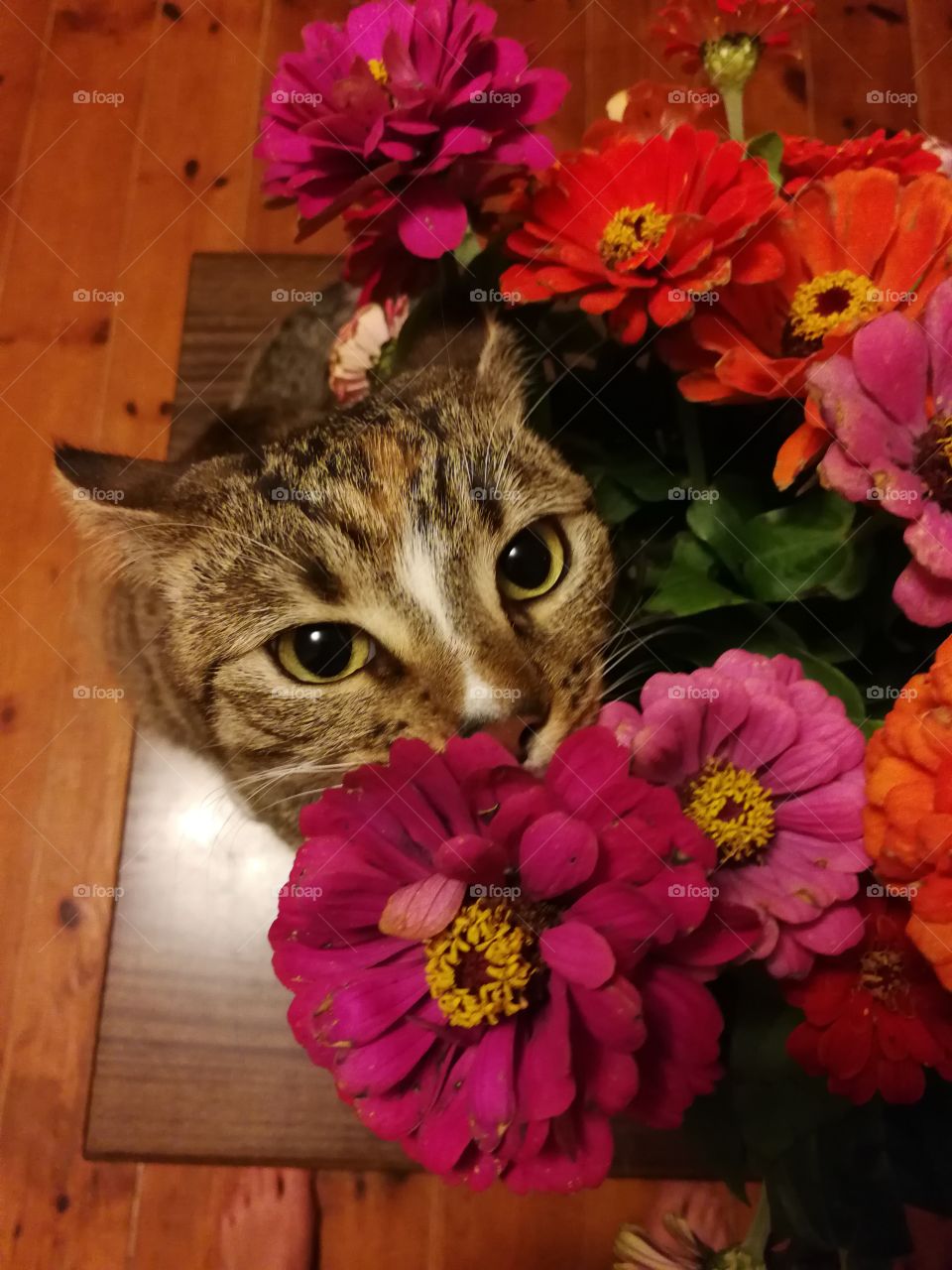 Cat in Flowers
