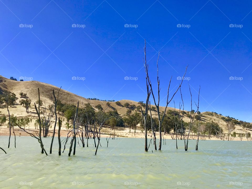 Lake view with submerged trees