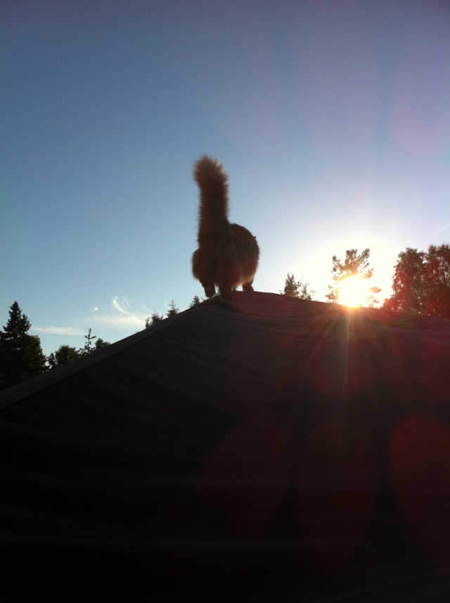 sunset cat animal pet by MagnusPm
