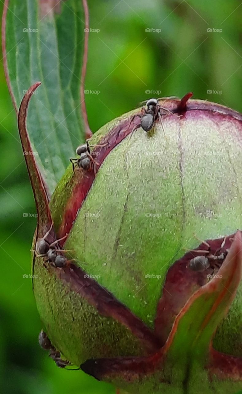 close-up of   peony flower bud with ants