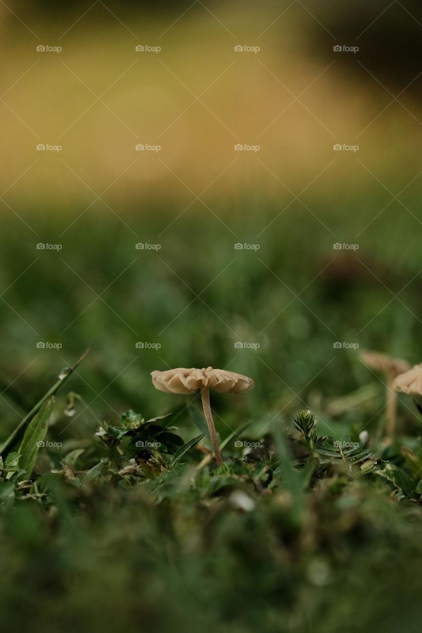 Small mushrooms with a brown cap grow in the forest in green grass, natural background with copy-space