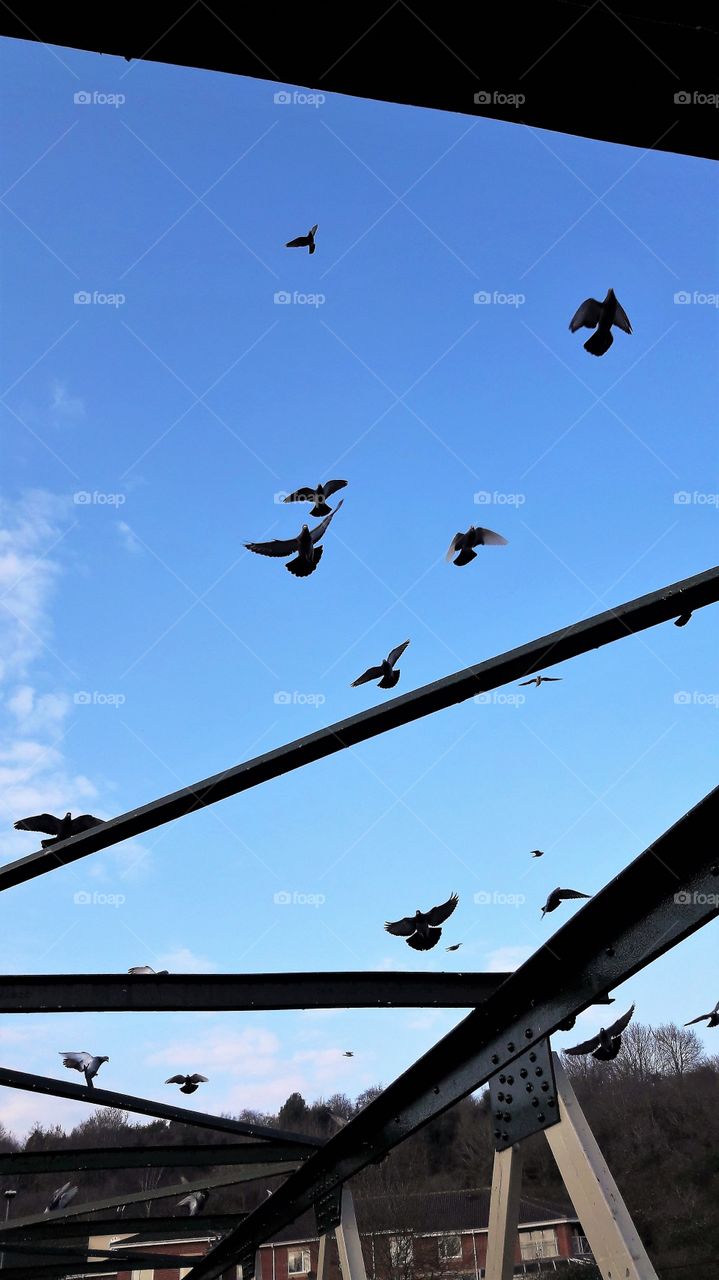 A Pigeon Landing on a Bridge