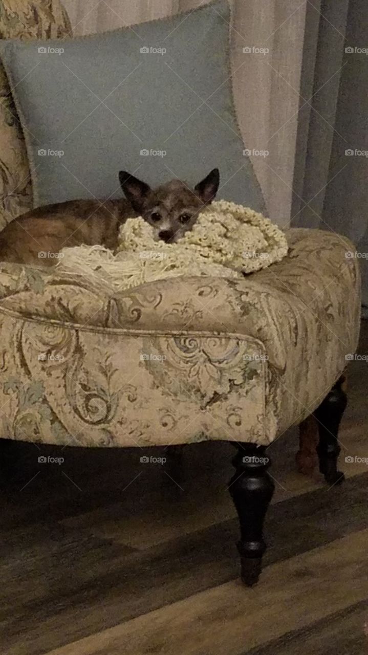 dog stay cozy with her favorite chair and blanky