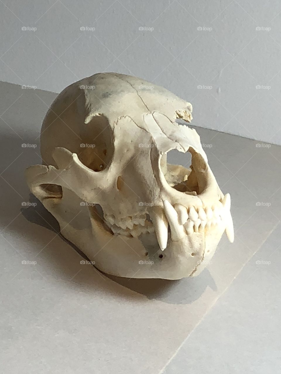Skull still life 