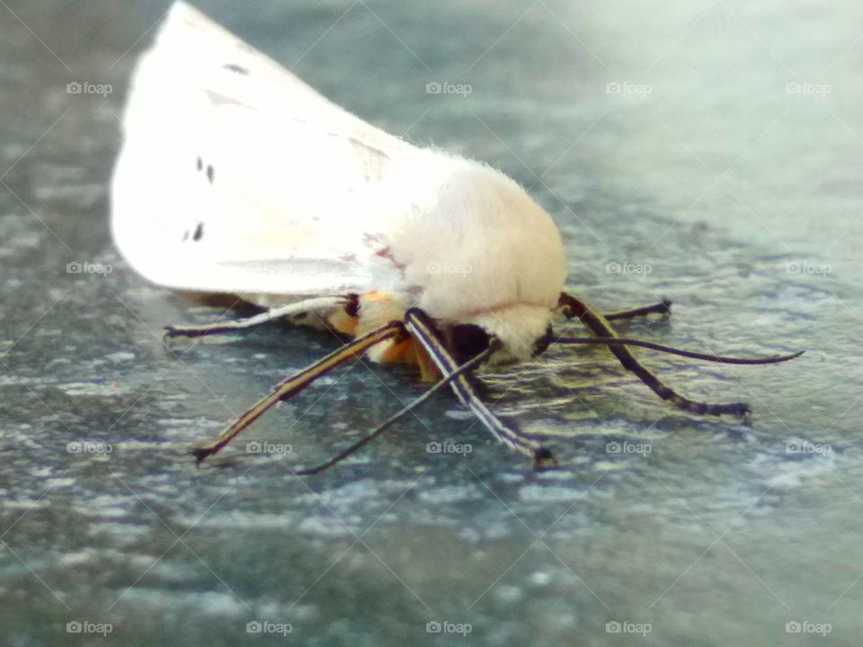 White lion bug