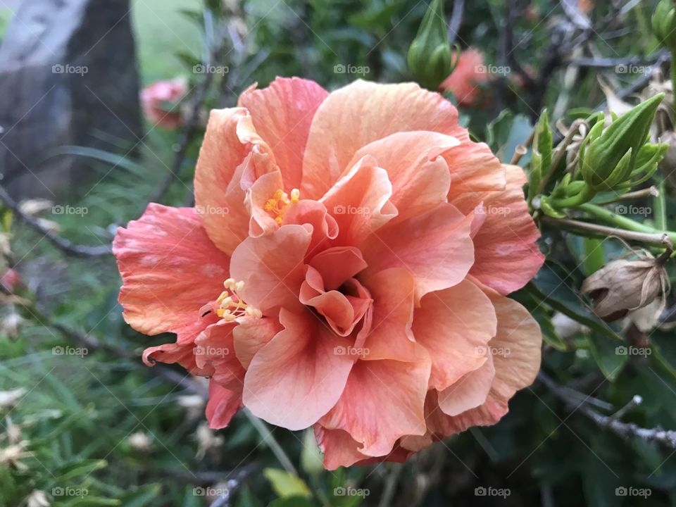 Beautiful pink and orange flower blooming after cooler weather hits