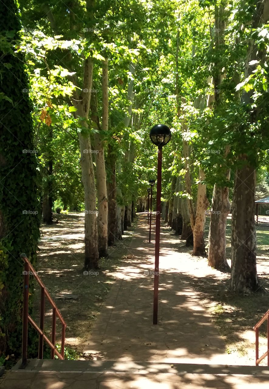 Beautiful oak trees lining a pathway