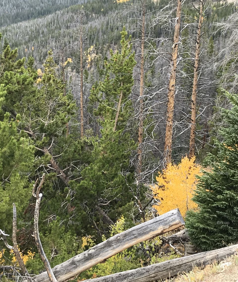 Pop of color - fall trees 