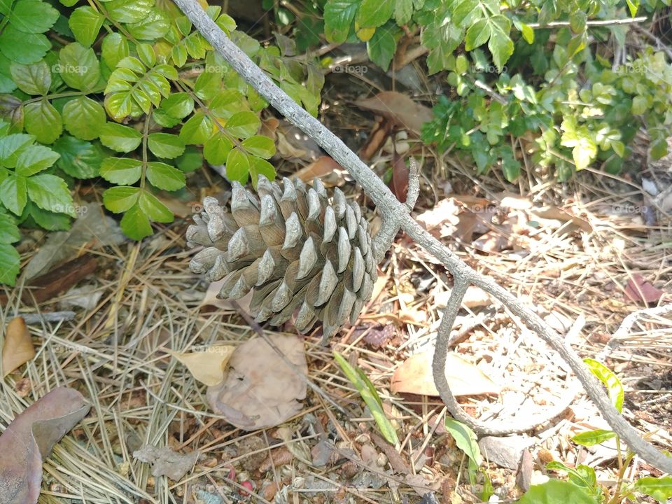 Just a pine cone...