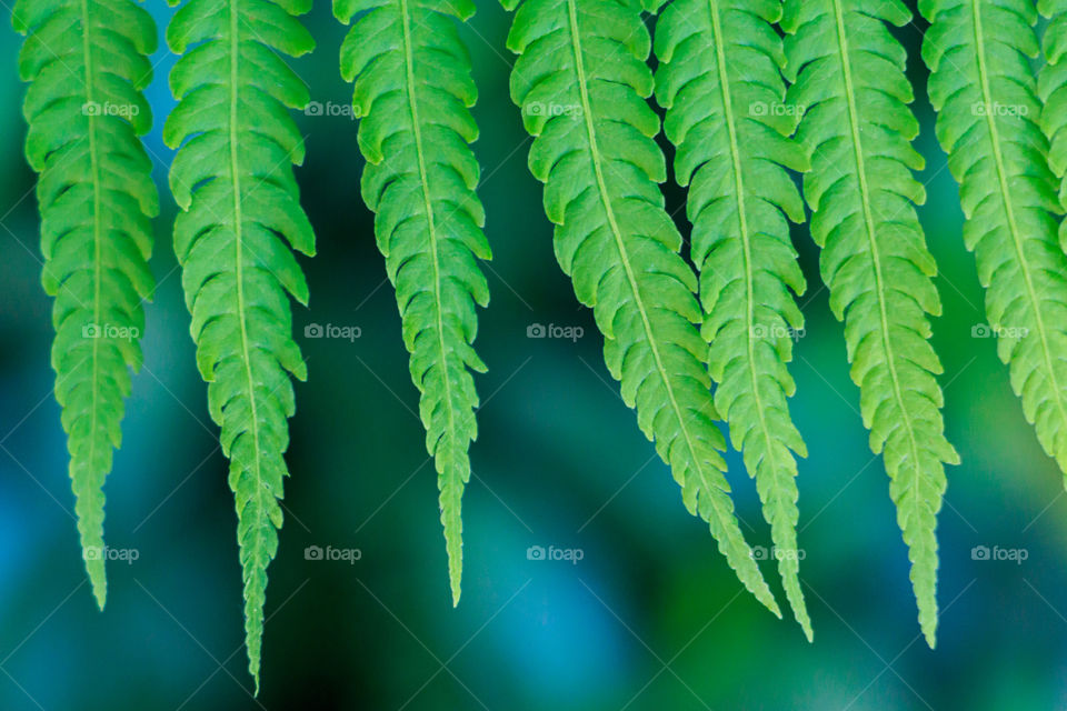 fern leaves