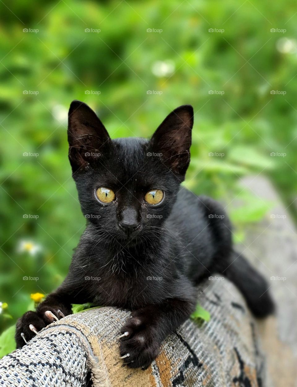 Bombay Cat on Fence