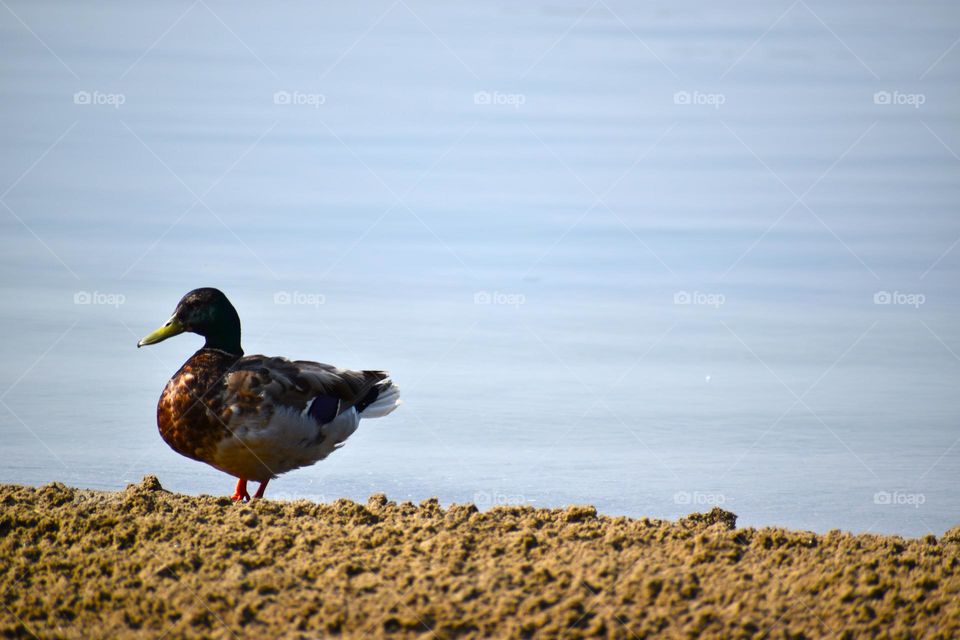 A duck sits in front of the still lake