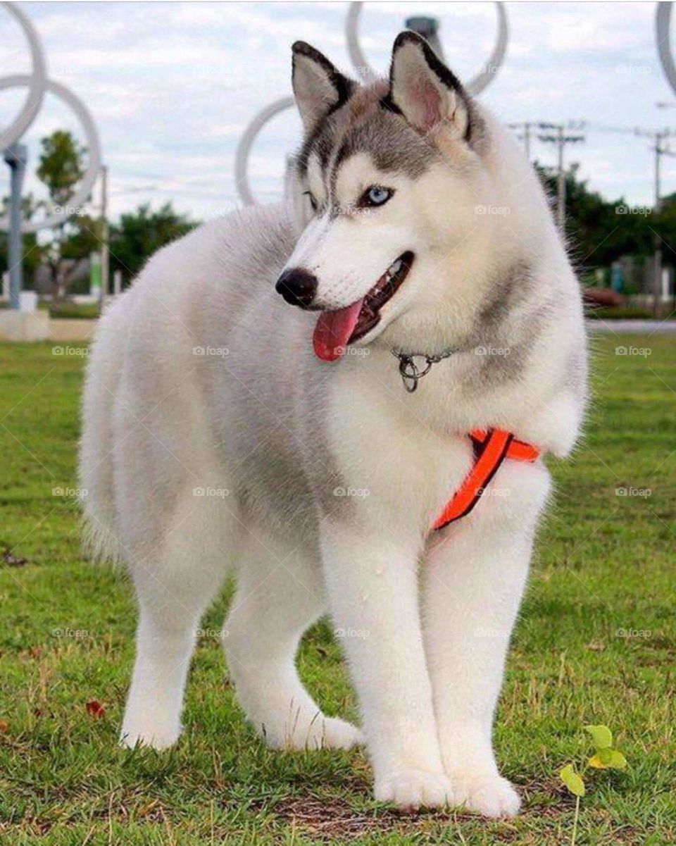 siberian Husky