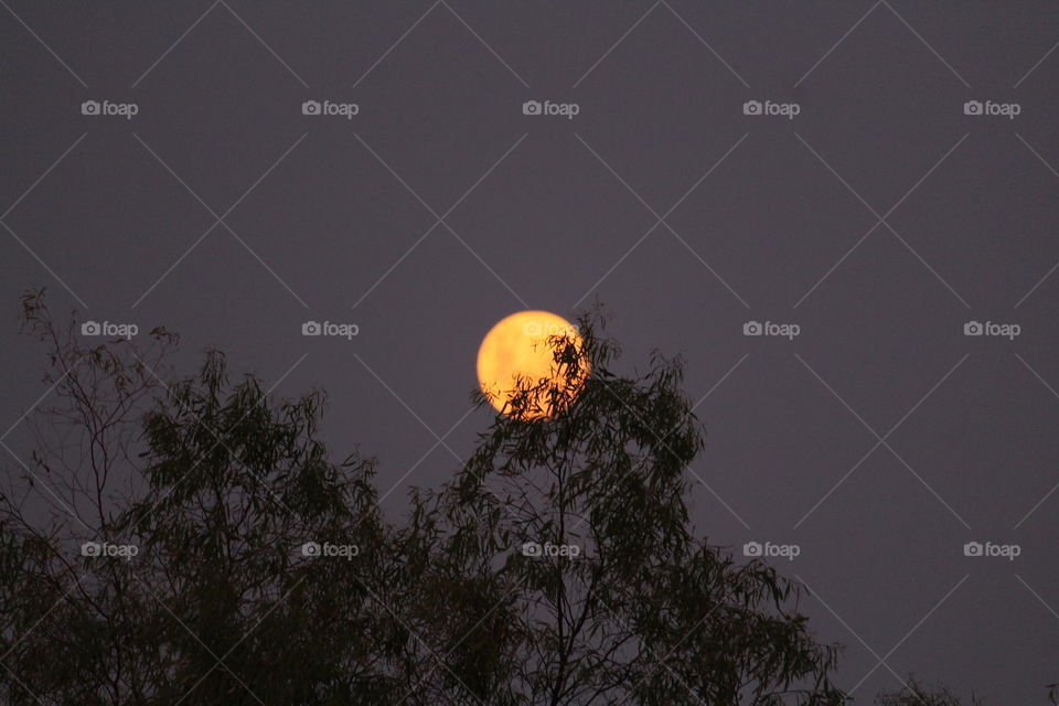 Bright full moon hiding behind the branches