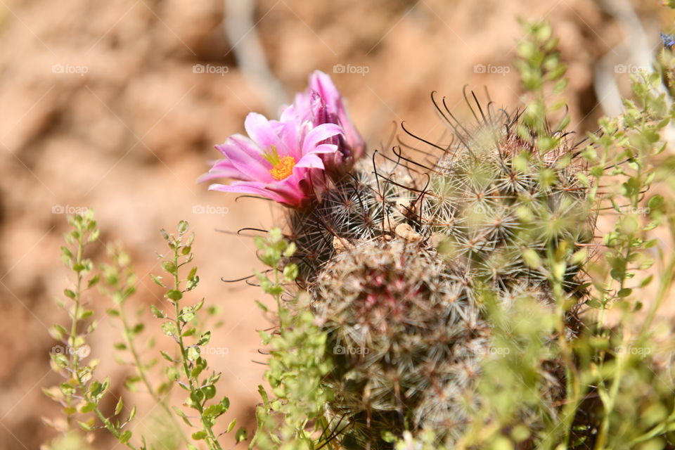 Flowering cactus in desert of Arizona 