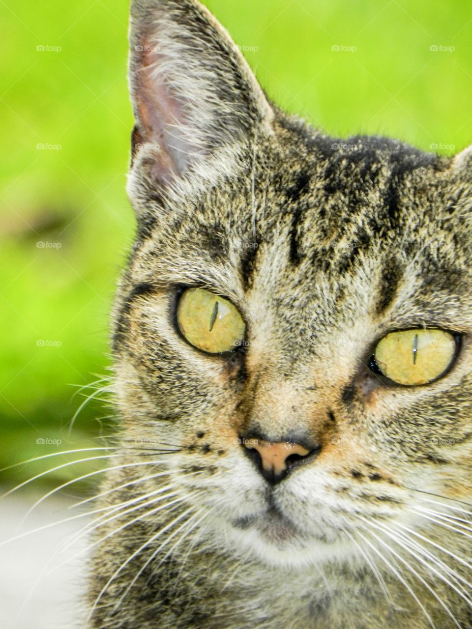 Close-up of a cat head