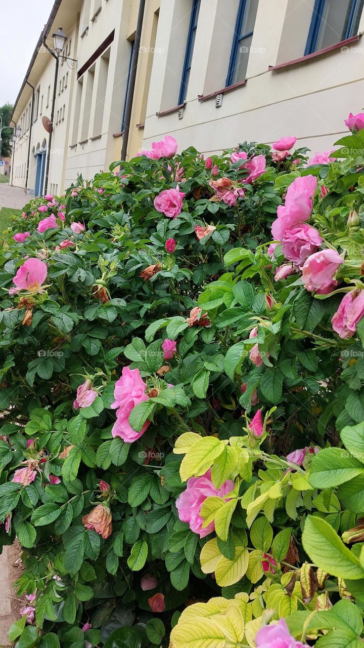 Roses of Vilnius