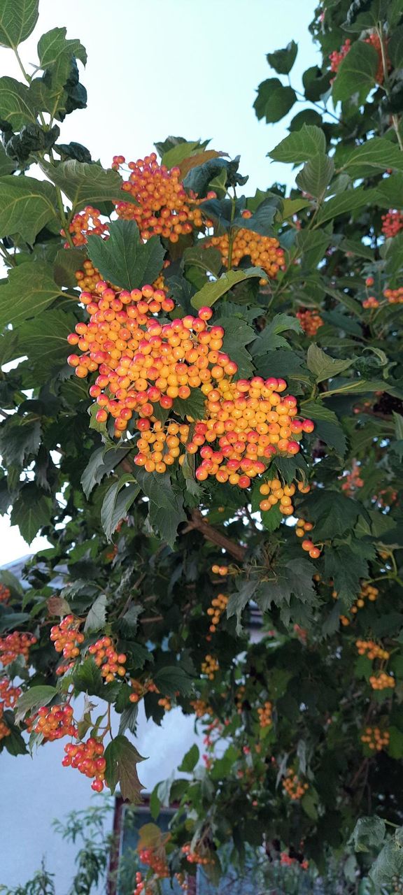 evening viburnum
