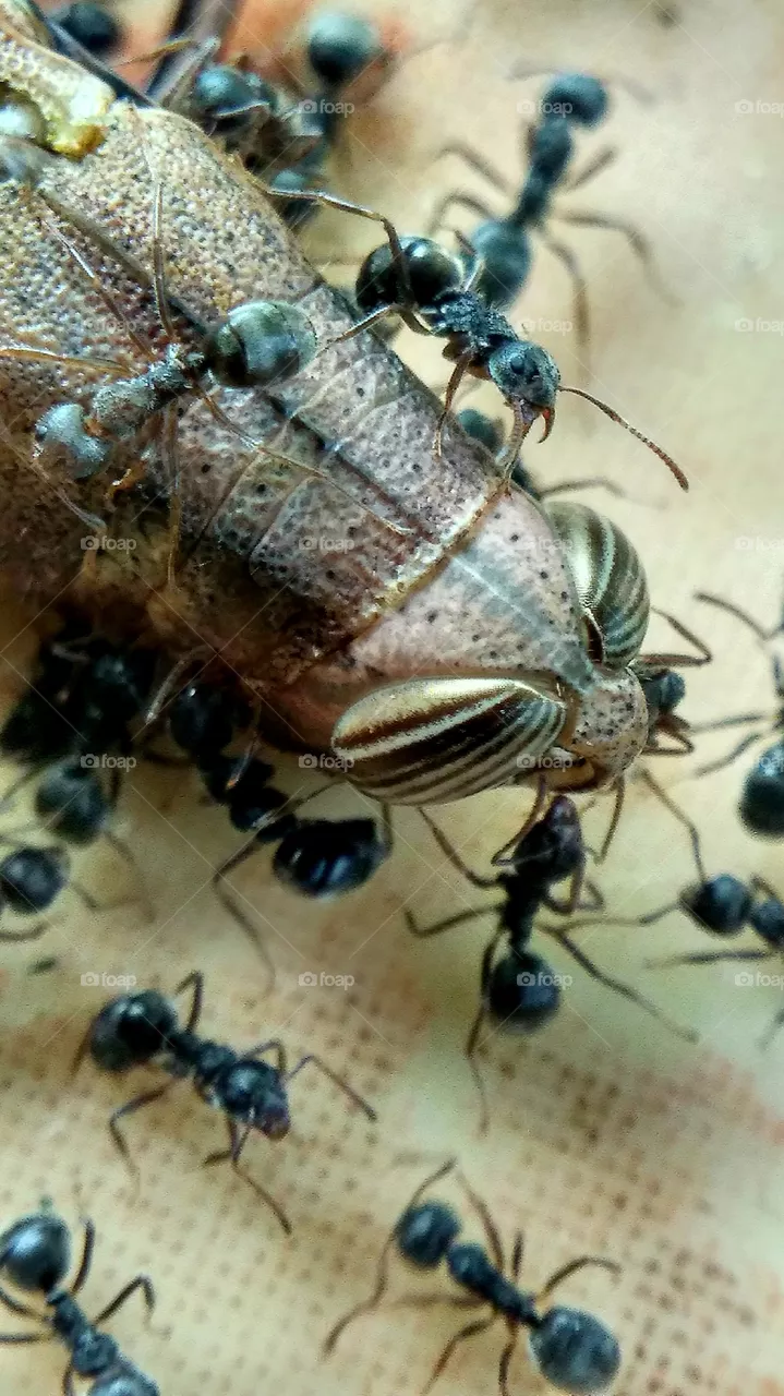 ants party