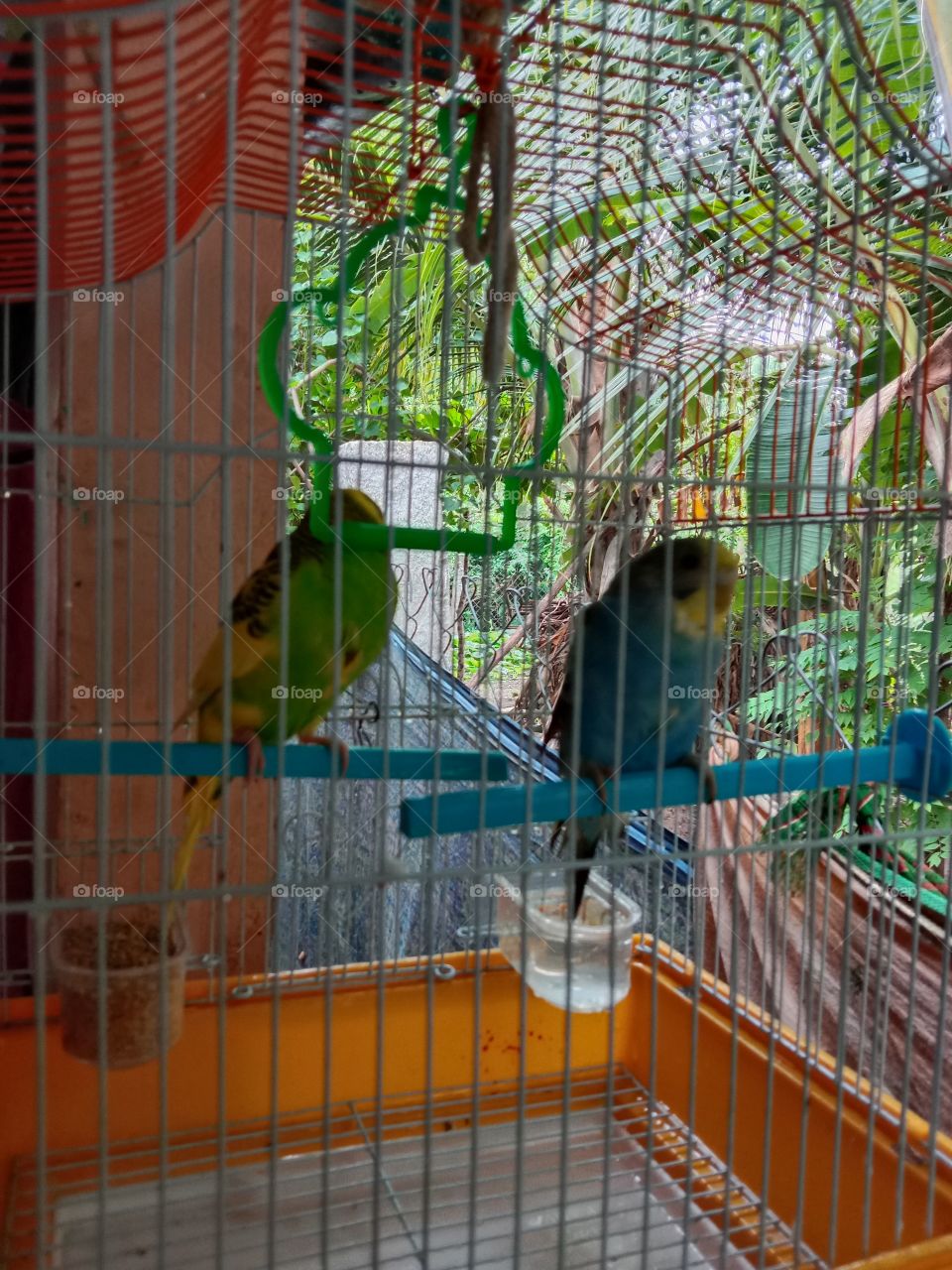 love birds arrest on cell