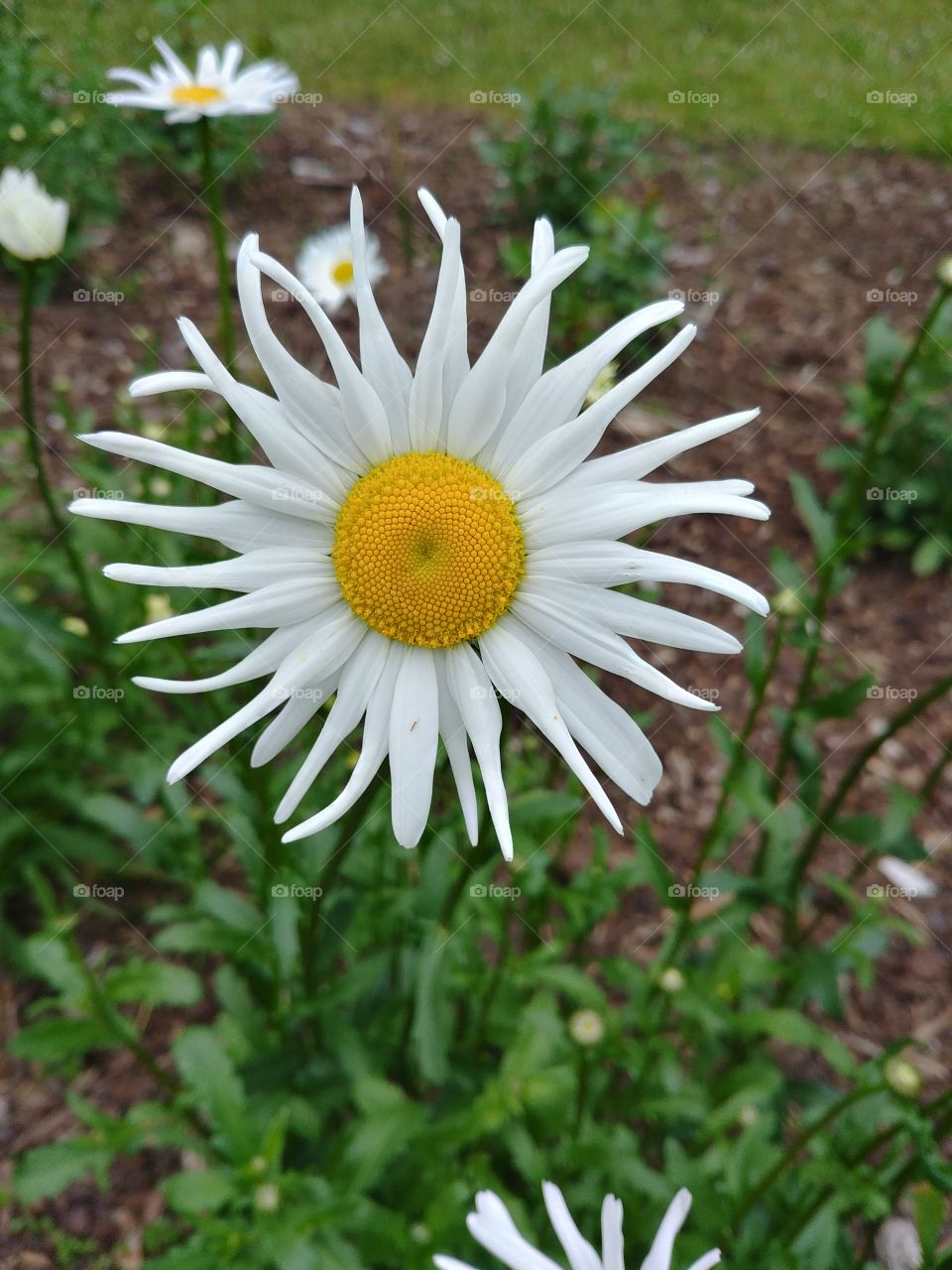 blume abstrakt weiß white gelb yellow green grün flower Frühling blühen Blüte Wiese