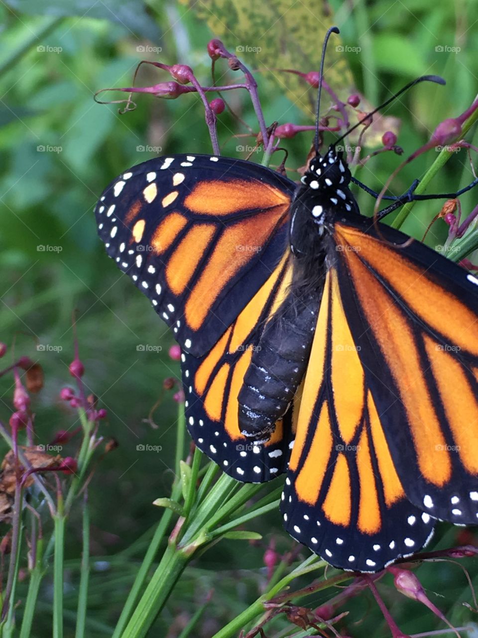 Monarch at rest