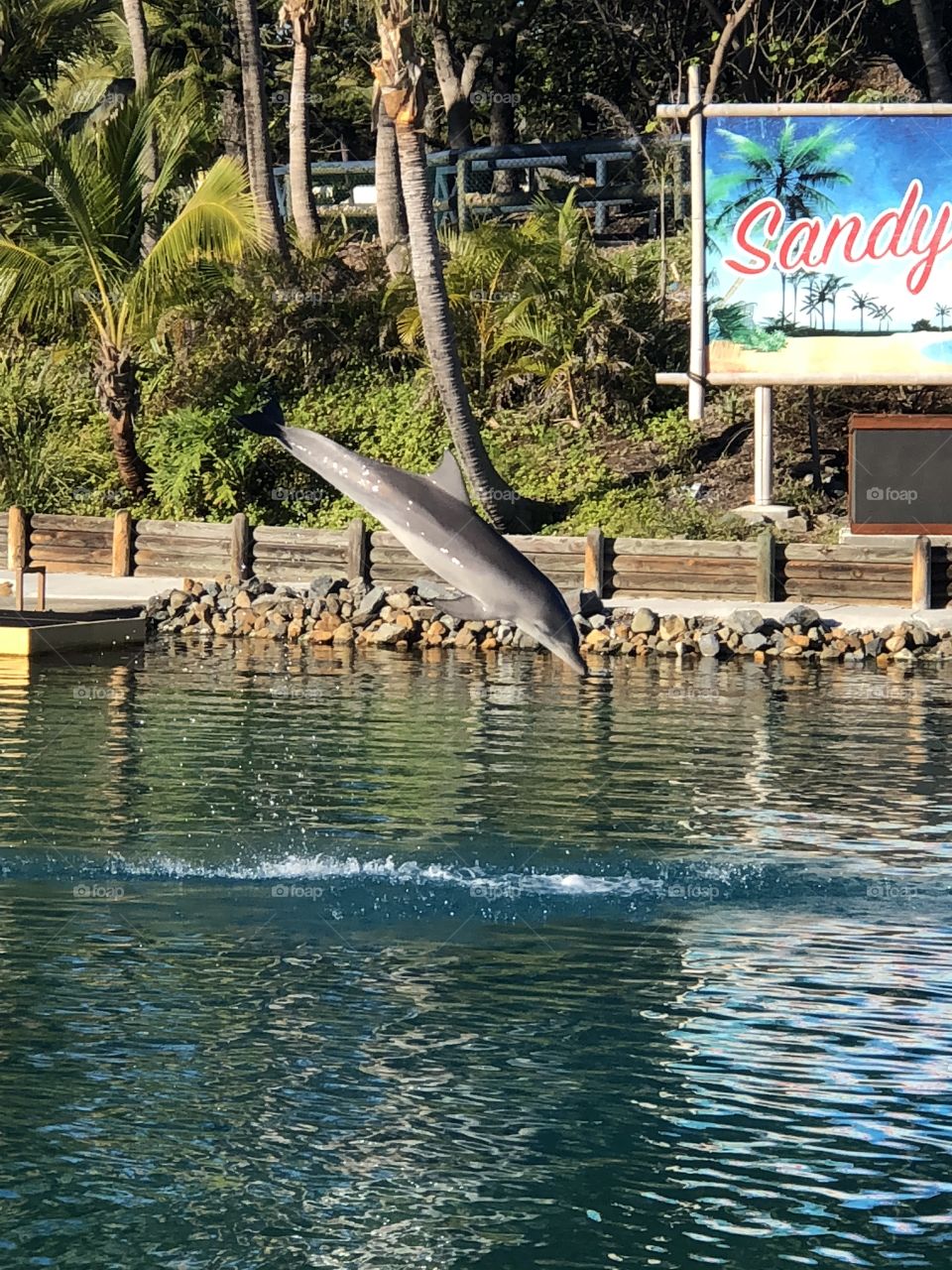 Dolphin 