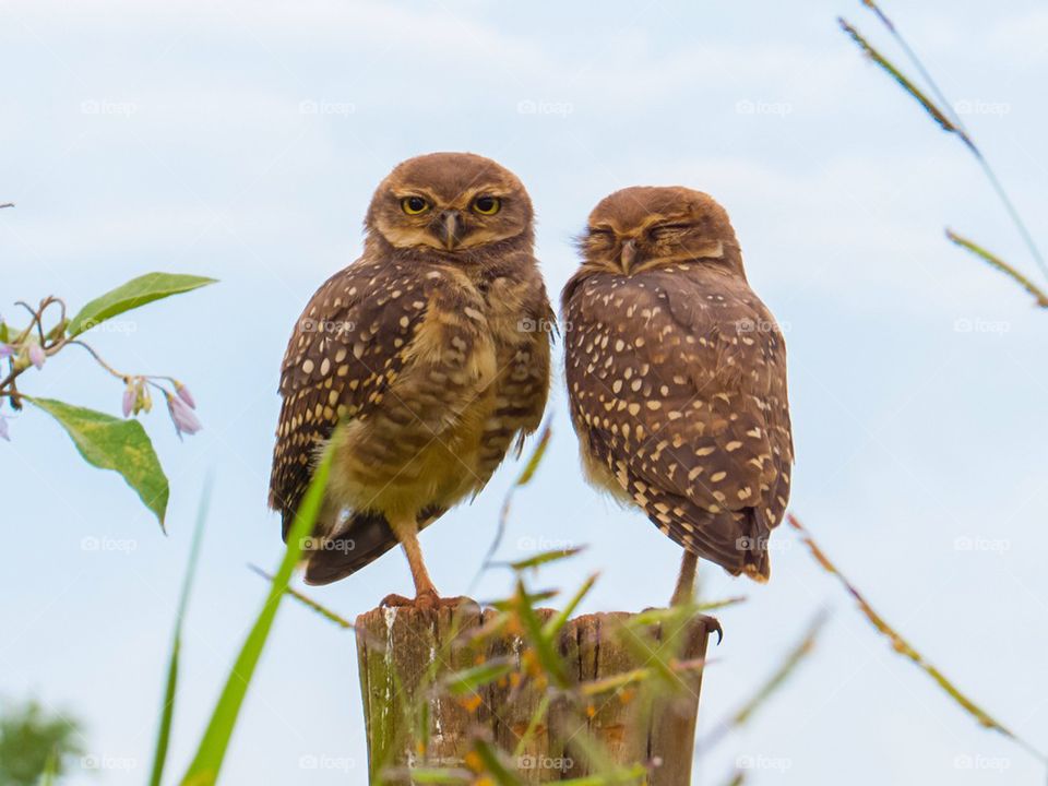 Amazing owls