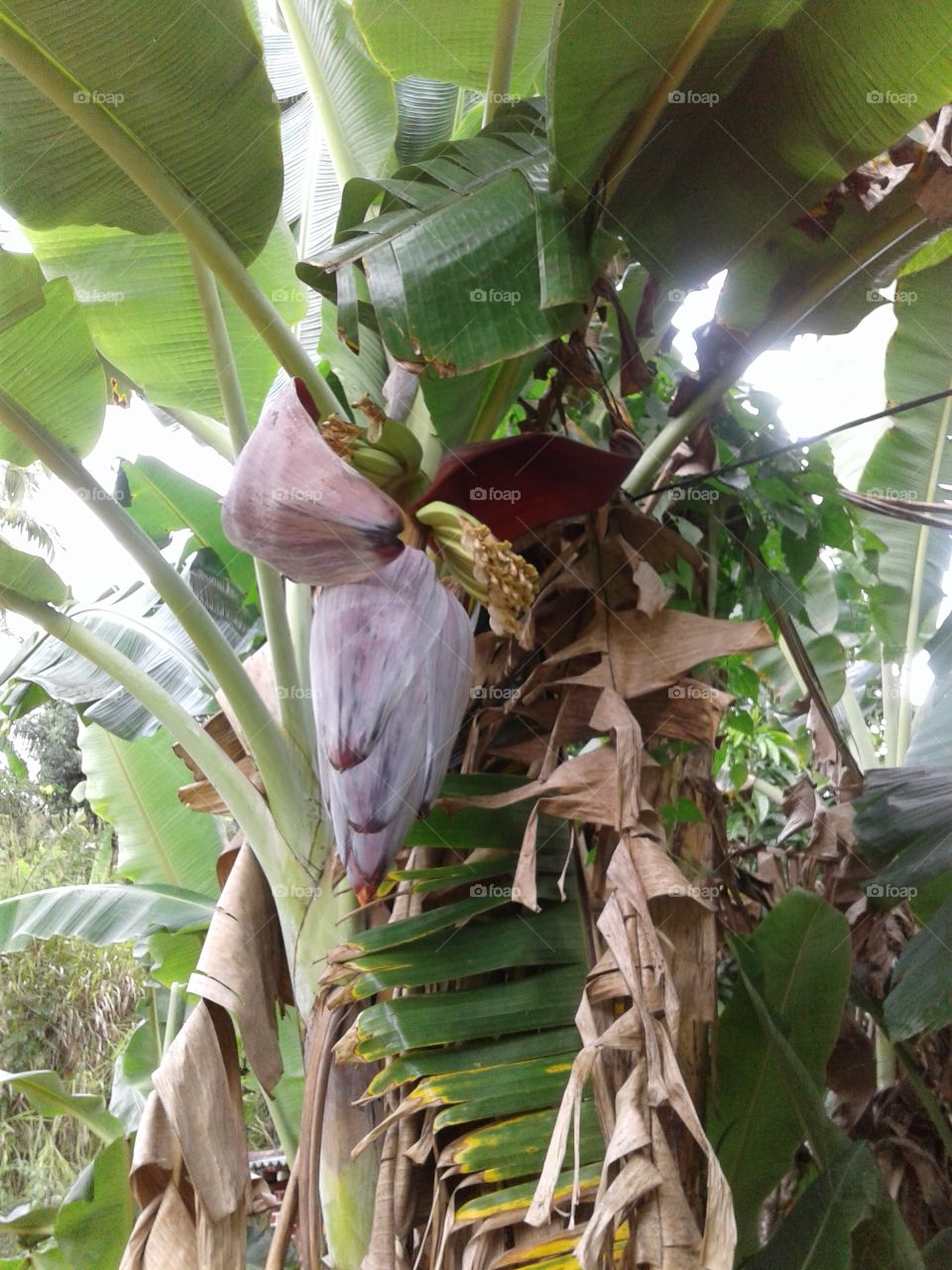 Banana flowering