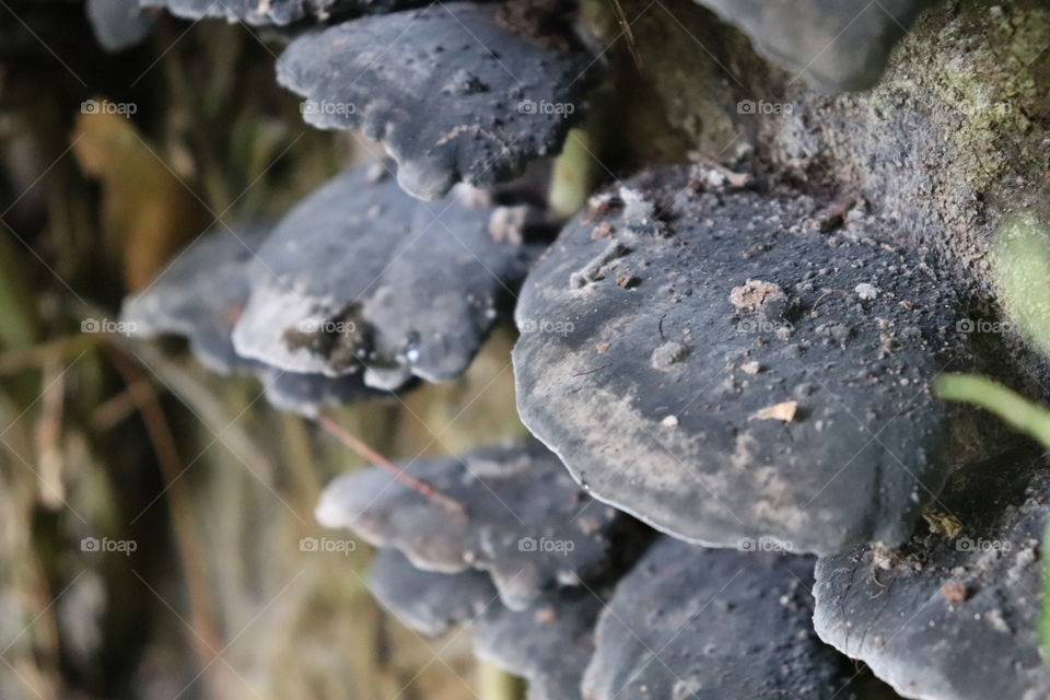 black mushroom