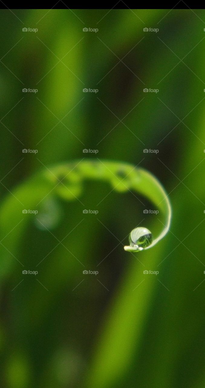 dew in my garden 😍😍
