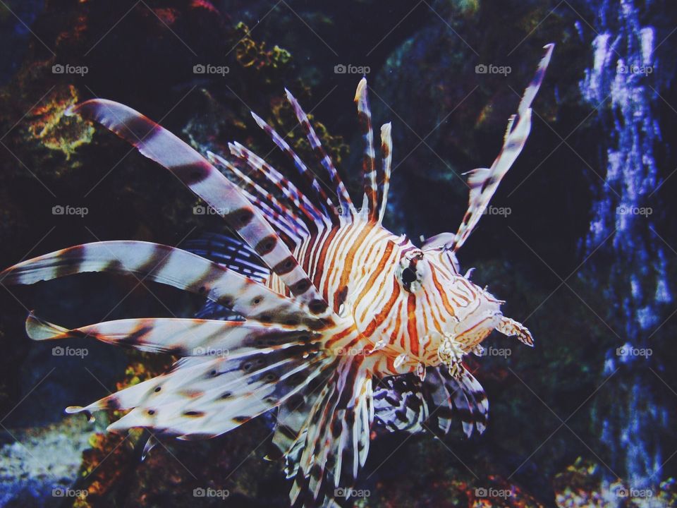 Lion fish