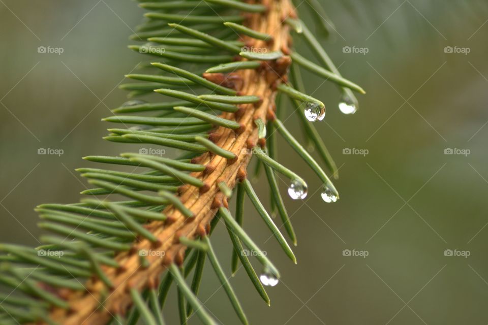Rain drops 1