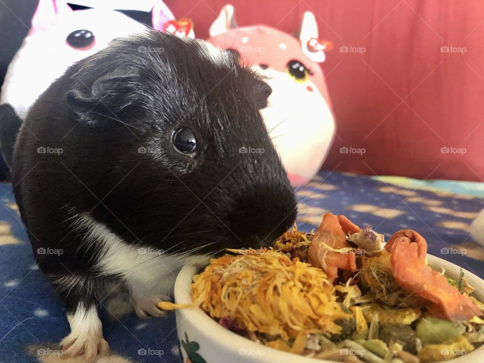 Cutie pie Timmy  - my super pet 