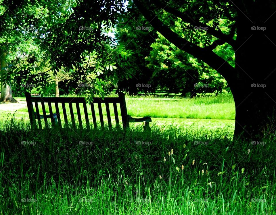 A place for reflection under the tree