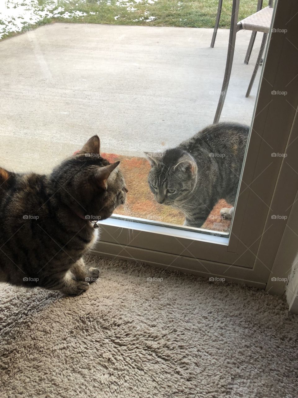 Stray cat looking to get inside with my cat !