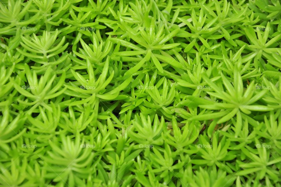 Flora, Leaf, Desktop, Closeup, Growth