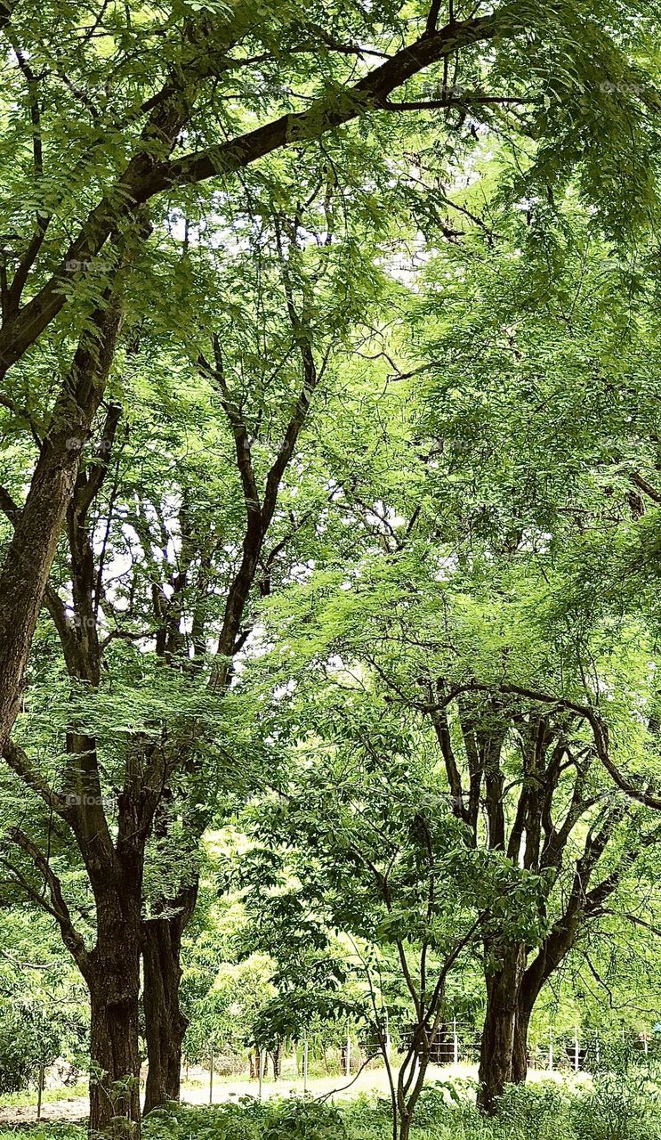 Lush shade of green. 