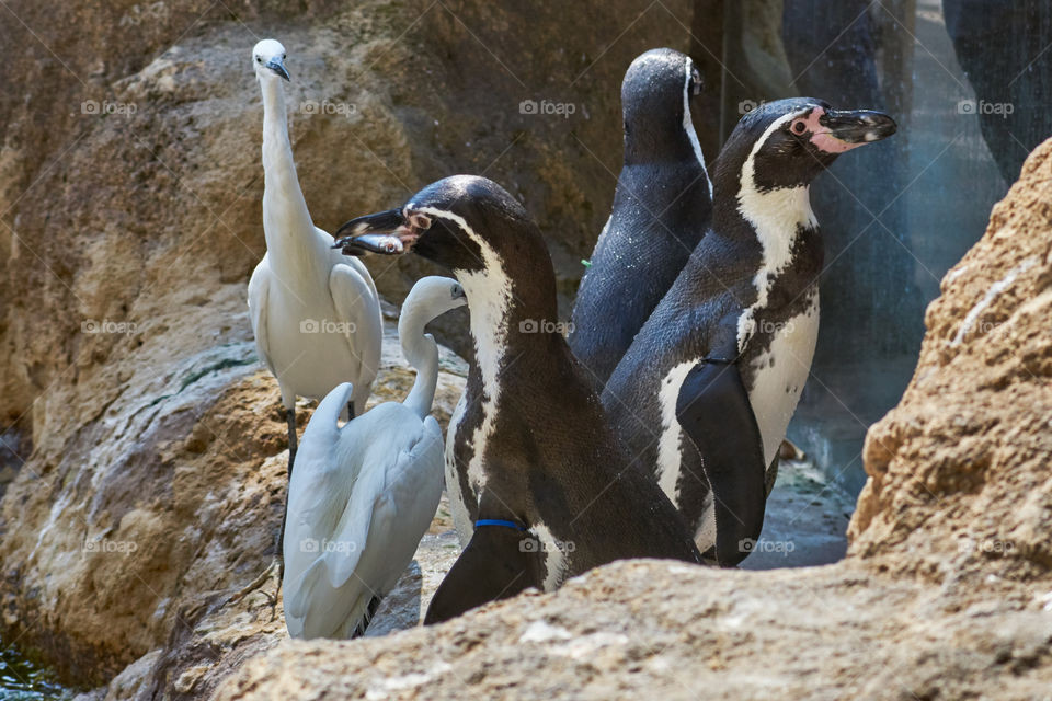 Hora de comer. Zoo de Barcelona