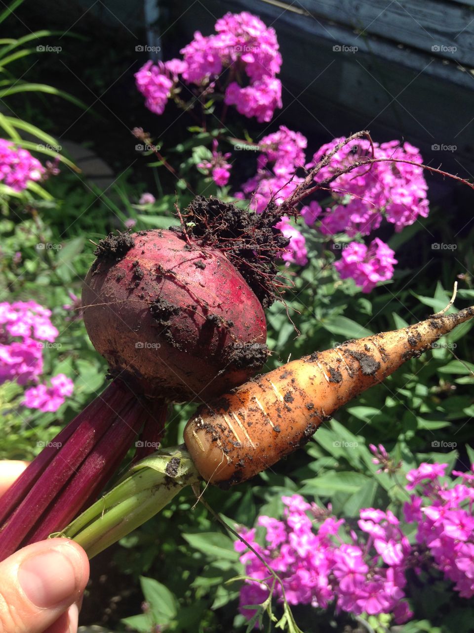 Fresh garden veggies 