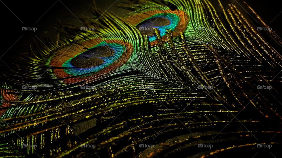beautiful peacock feathers
