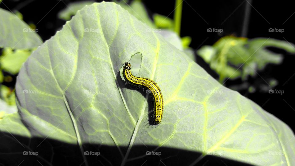 Caterpillar on leaf