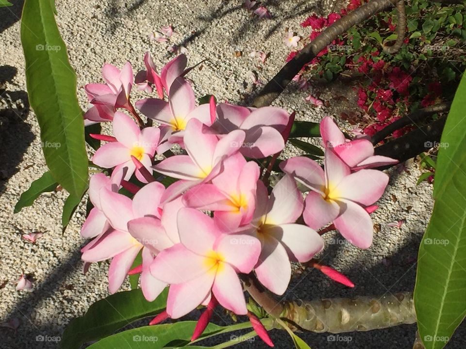 Frangipani 