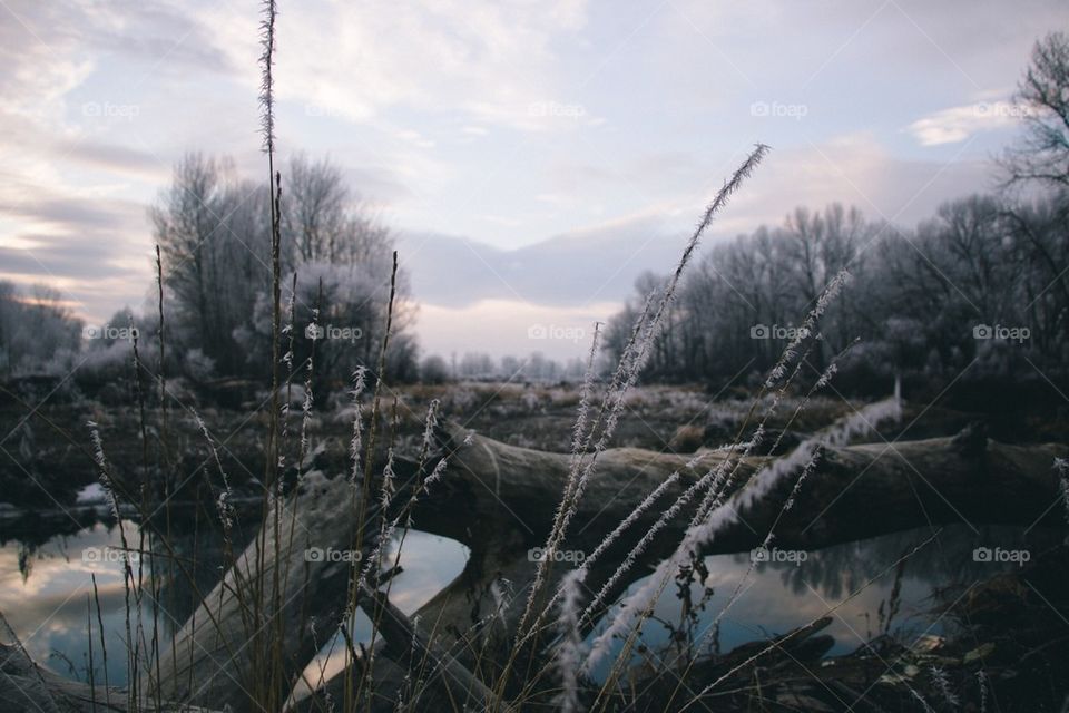 Winter forest